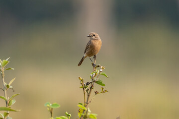 Pied Bushchat on Grass Stem