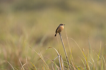 Pied Bushchat on Grass Stem