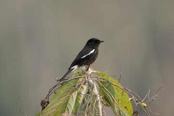 Pied Bushchat Sitting on Bush