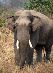 Fototapeta na wymiar Portrait of Wild Elephant in the Jungle