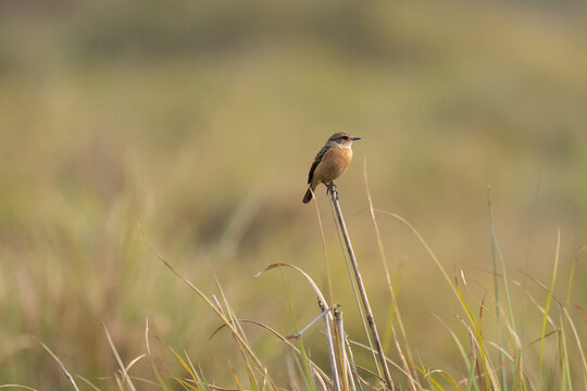 Pied Bushchat on Grass Stem