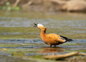 Ruddy Shelduck Shaking its Head