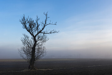 tree in the fog