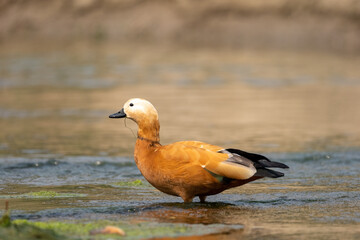 Ruddy Shelduck Standing in the Water