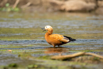Ruddy Shelduck with its Beak Open