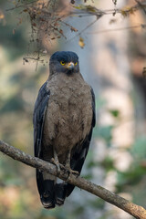 Serpent Eagle Perched on Branch