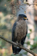 Serpent Eagle Perched on Branch