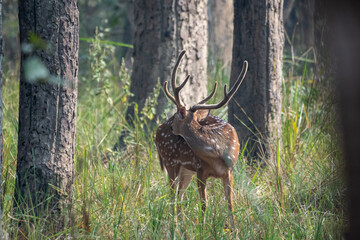 Spotted Deer in the Jungle