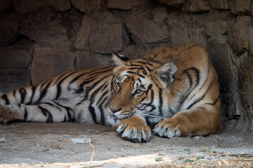 Tiger Resting in Cave in Zoo