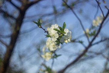 White cherry flowers on a background of blue sky. Spring flowers on a branch.
