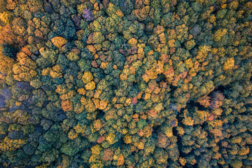 A bird's eye view of a Sauerland autumn forest. Taken with a drone.
