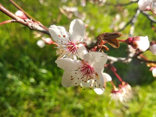 bee on flower