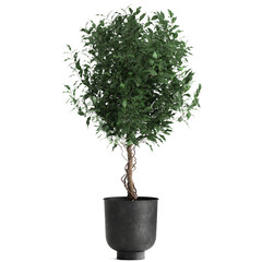 Obraz premium decorative Ficus benjamina in a black pot Isolated on a white background