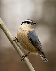 Nuthatch Stock Photos. Close-up profile view perched on a tree branch in its environment and habitat with a blur background, displaying feather plumage and bird tail.  Image. Picture. Portrait.