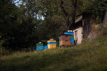 Bee hives hide in the forest