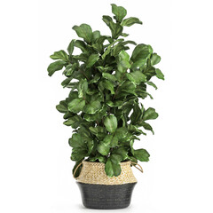 decorative Ficus lyrata in a rattan basket Isolated on a white background