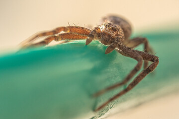 winzige Spinne auf einer Wäscheleine