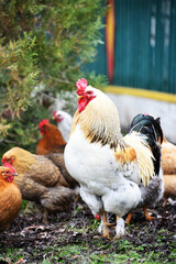 Rooster standing outdoors with hens on background,village birdlife