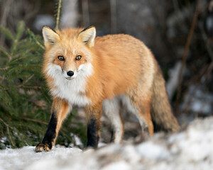 Naklejka na ściany i meble Red Fox Photo Stock. Fox Image. Looking at camera in the winter season in its environment and habitat with blur forest background displaying bushy fox tail, fur. Picture. Portrait.