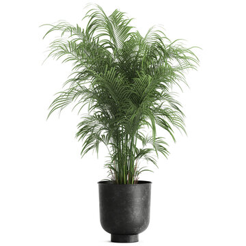 palm tree in a black pot isolated on white background