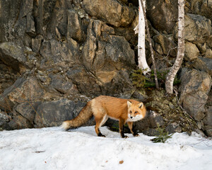 Red Fox Photo Stock. Fox Image. Close-up profile side view in the winter season in its environment...