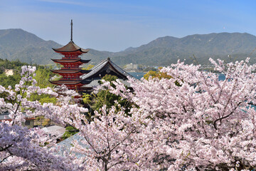 宮島の五重塔と満開の桜