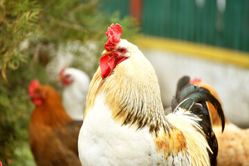 Rooster standing outdoors with hens on background,village birdlife