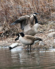 Canadian Geese Photo. Canadian Geese couple close-up profile view by the the water with spread wings in their habitat and environment. Image. Picture. Portrait.