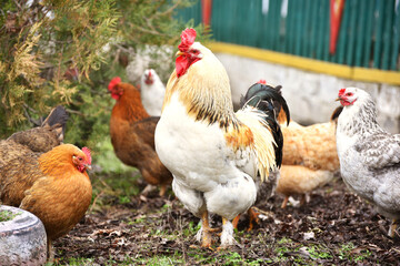 Naklejka na ściany i meble Rooster standing outdoors with hens on background,village birdlife