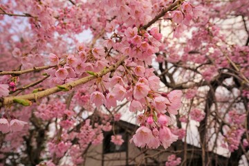 桜