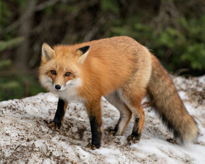 Naklejka na ściany i meble Red Fox Photo Stock. Fox Image. Close-up profile view in the winter season with blur background and enjoying its environment and habitat.