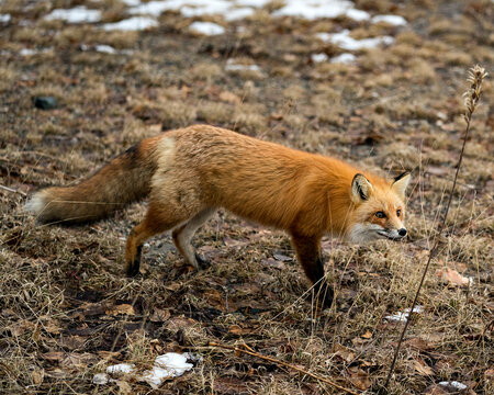 Red Fox Photo Stock.  Close-up profile view in the spring season with blur background and enjoying its environment and habitat. Fox Image.