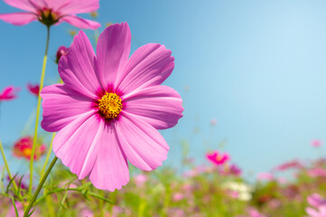 A cosmos flower face to sunrise in field.Deep pink cosmos flower blooming in the field.Beautiful pink cosmos flowers blooming in the garden with blue sky on nature background.