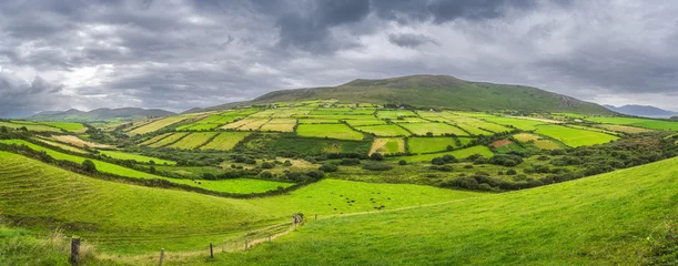Fototapeten Lindgrün Large panorama with herd of grazing cattle, farms and farmlands in Dingle mountains. Dramatic storm sky, Wild Atlantic Way, Kerry, Ireland  © Dawid