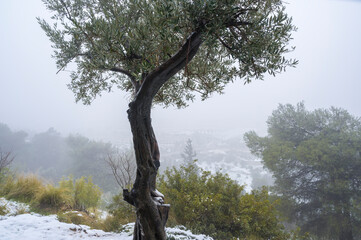 Olive tree in the snow on the Mount of Olives on a foggy morning after a February snowfall
