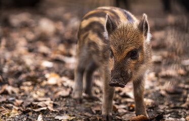 Baby wild boar surrounded by leaves 
 closeup portrait close to the ground