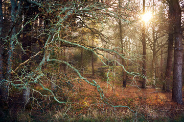 ballade dans les bois le matin
