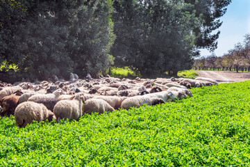 Fototapeta na wymiar The flock of sheep