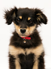 muzzle puppy in a red collar