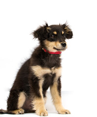 puppy in a red collar on a white background