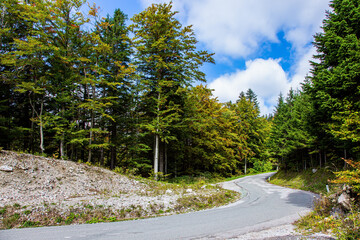 Asphalt road in a autumn forest.