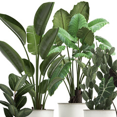 exotic plants in a white pot on white background