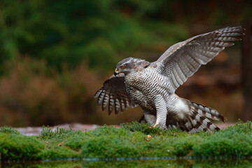 Fototapeta premium Northern goshawk (accipiter gentilis) spreading his wings in the forest of Noord Brabant in the Netherlands