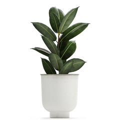 decorative Ficus elastica in a white flowerpot Isolated on a white background