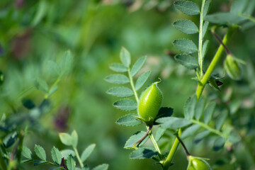 Chickpeas pod with green young plants in the field