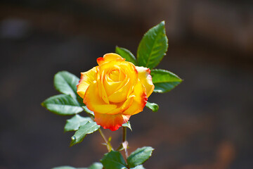 yellow rose on green