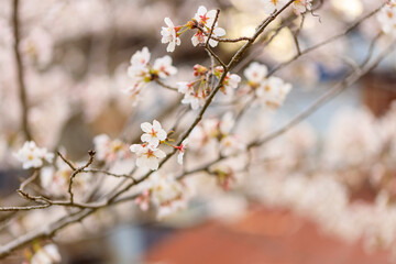 廃墟に咲く桜