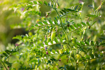 Chickpeas pod with green young plants in the field