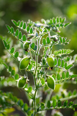 Chickpeas pod with green young plants in the field