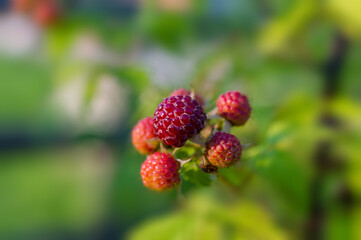 ripening blackberries on a blurred background on a sunny morning.